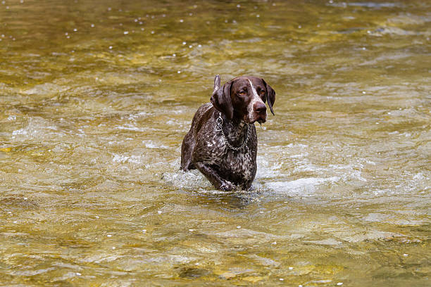 istock German short haired Pointing dog hunting in the river 484817713