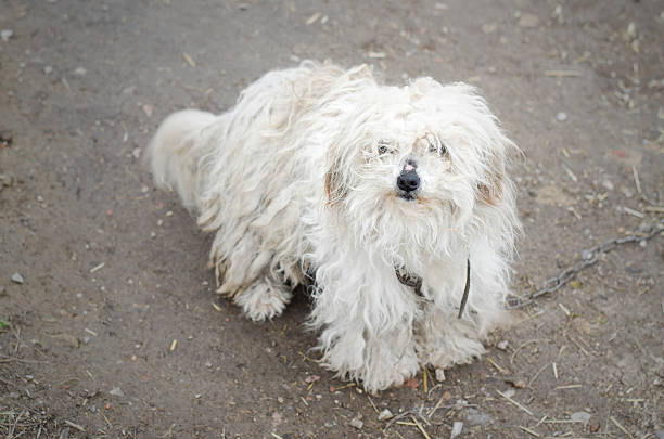 istock Photos white shaggy dog 484817816