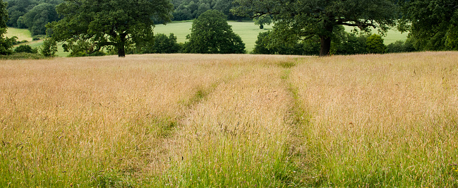 Wide view of tracks (centre) through a field