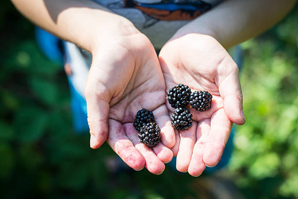 istock Boy holding picked up blackberries in his hands 484818946