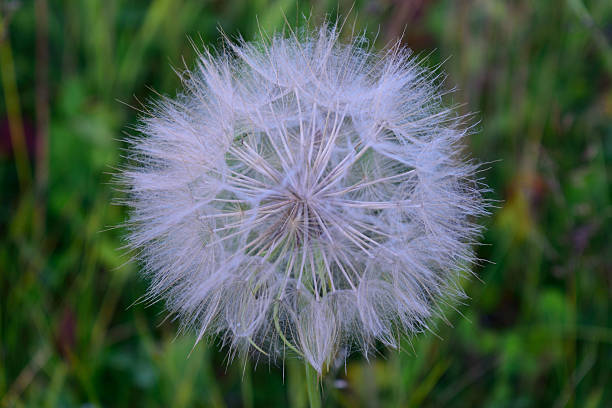 Goatsbeard flower seed head detail.