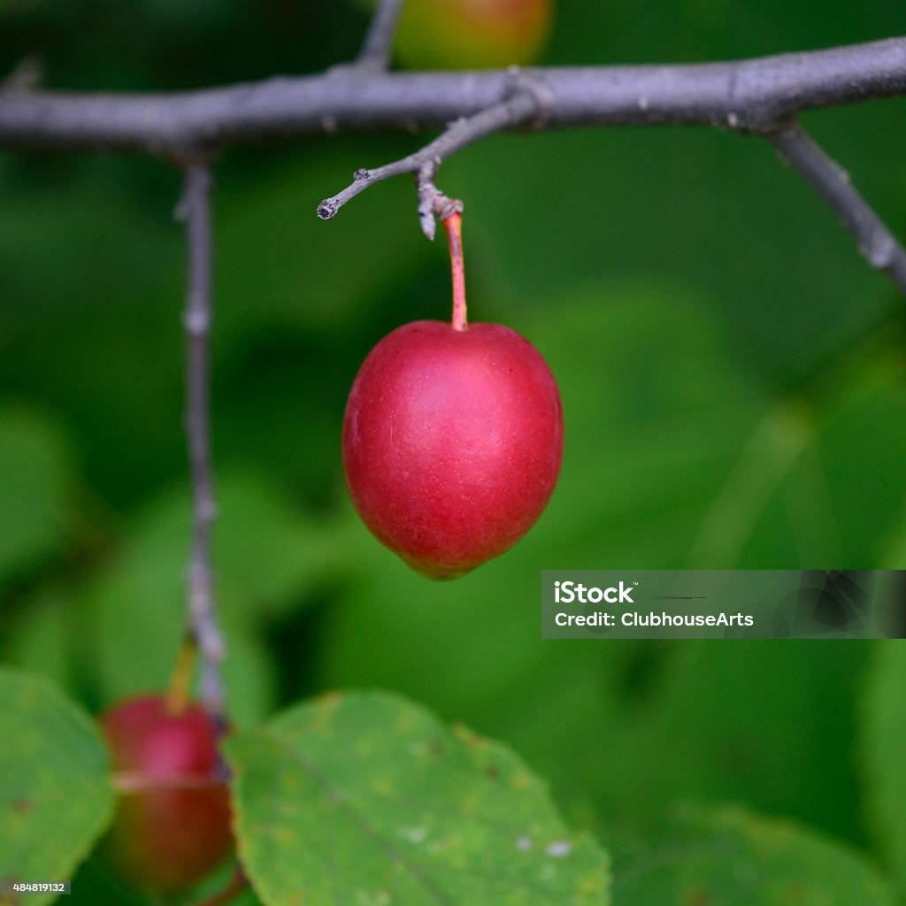 American Plum (Prunus americana) Closeup detail of wild American plum in a forest. American Culture Stock Photo