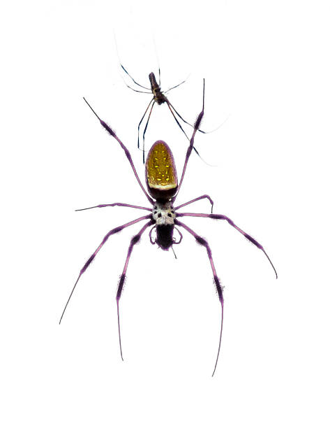 istock Yellow Banana Spider with his Offspring 484819322