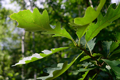 Close detail of under side of burr oak leaf on a late summer day.