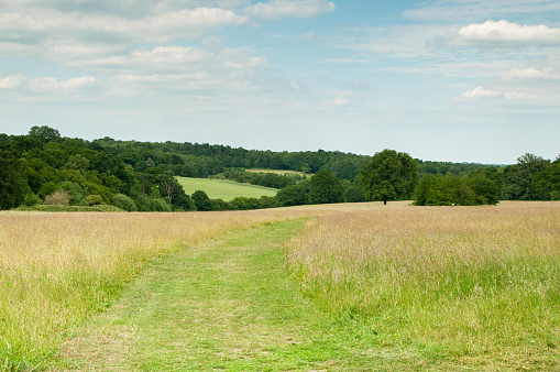 A track worn through a green field with blue sky
