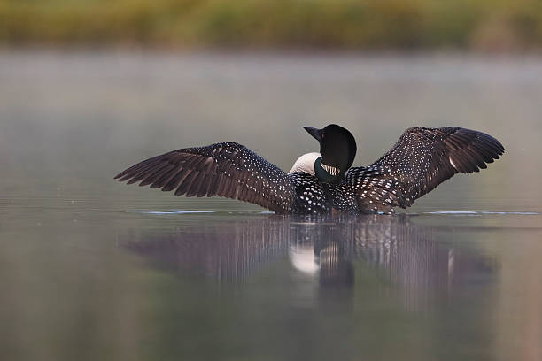 istock Common Loon (Gavia immer) Rising From a Misty Lake 484821390