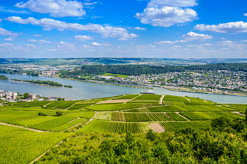 Rhein river and green vineyards near Bingen am Rhein and Ruedesheim, Rheinland-Pfalz, Germany.