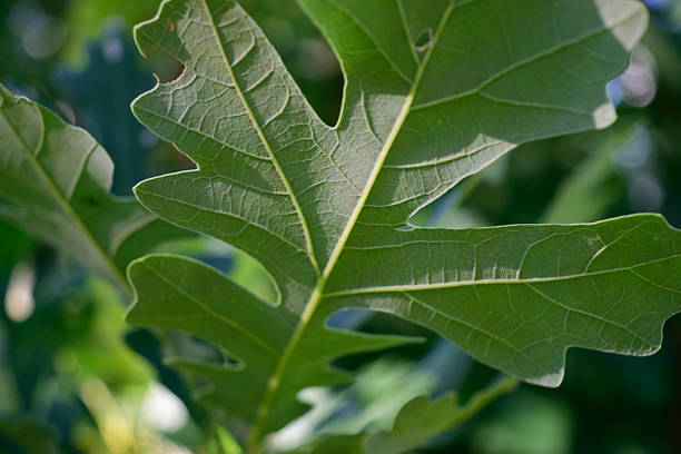 détail de fond de bur oak leaf (quercus macrocarpa - cocklebur photos et images de collection