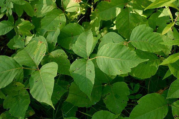 istock Poison Ivy (Toxicodendron radicans) Plants in Summer 484821990