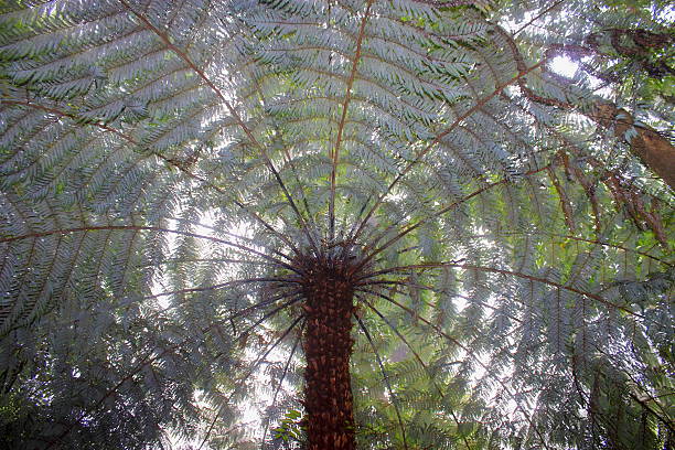 istock New Zealand Tree Fern in Mist 484822264