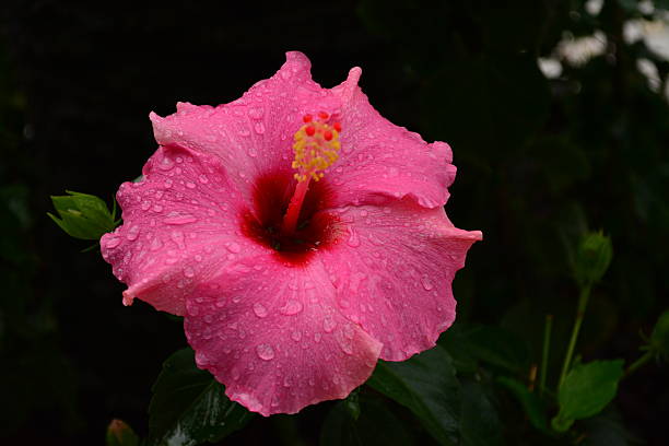 istock Beautiful pink hibiscus flower 484822570