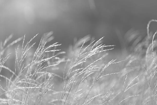 istock Grass flower in vintage black and white blur background 484822882