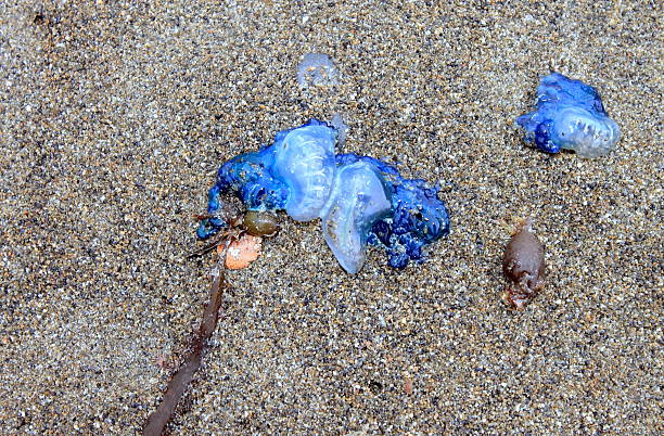 istock Portuguese Man o' War washed up on beach 484822890