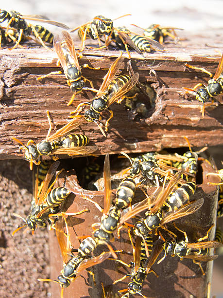 istock hornet nest and fuzzy hornets 484823824