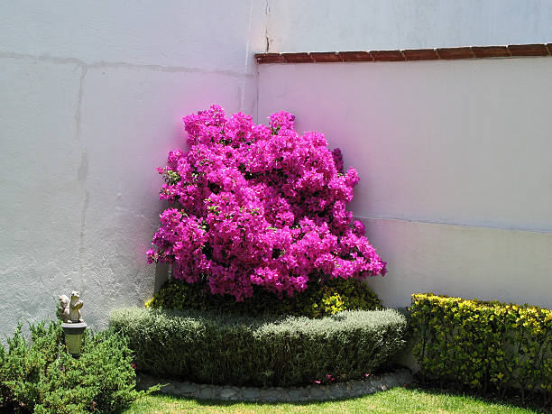 Buganvilia The intense color of bougainvillea protrudes from the garden, the plant is completely covered with flowers and it is impossible to stop admiring it, inside the house the reflection of pink and red tones invade the living room, really a spectacle. buganvilia stock pictures, royalty-free photos & images