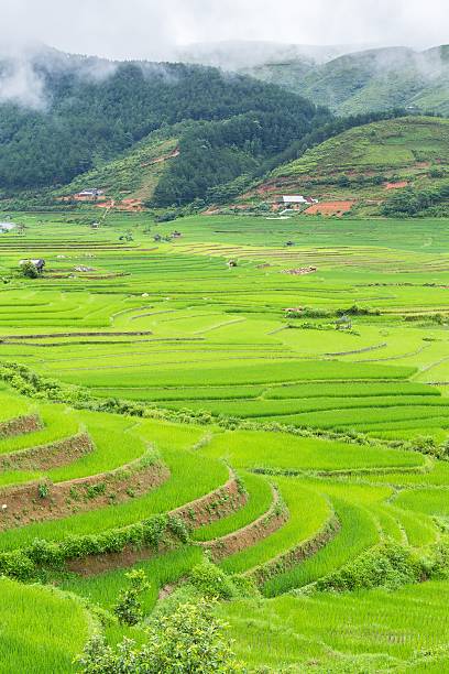 istock Rice terraces field in Rainning season 484824702