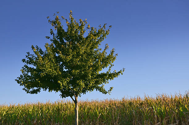 Tree and Field stock photo