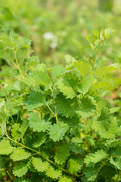 healing herbs - Pimpinella saxifraga herbal plants or healing herbs - plant in natural environment  pimpinella saxifraga stock pictures, royalty-free photos & images