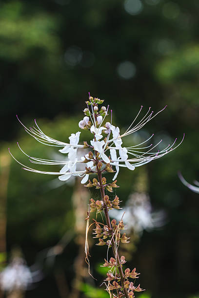 Cat's whiskers flowers Cat's whiskers flowers or  Orthosiphon stamineus, in the garden orthosiphon aristatus stock pictures, royalty-free photos & images