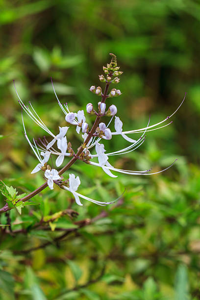 Cat's whiskers flowers Cat's whiskers flowers or  Orthosiphon stamineus, in the garden orthosiphon aristatus stock pictures, royalty-free photos & images