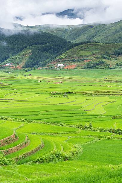 istock Rice terraces field in Rainning season 484830598