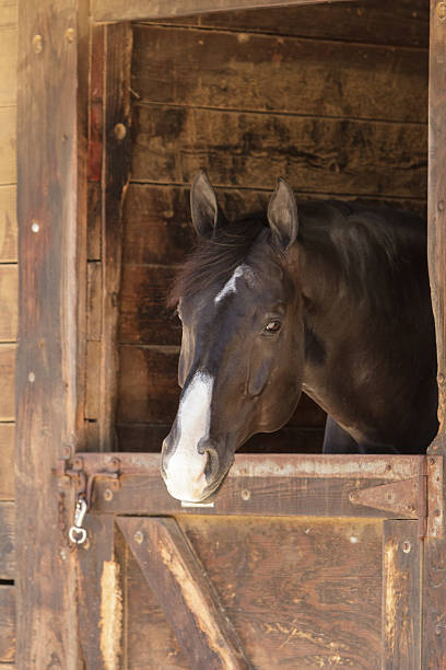 istock Brown bay horse in a stable 484830652