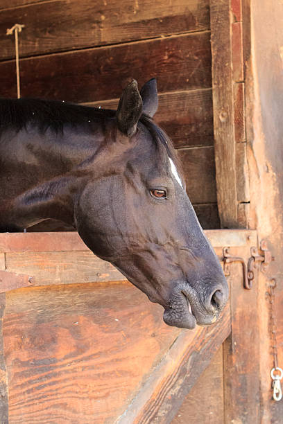 istock Brown bay horse in a stable 484830676