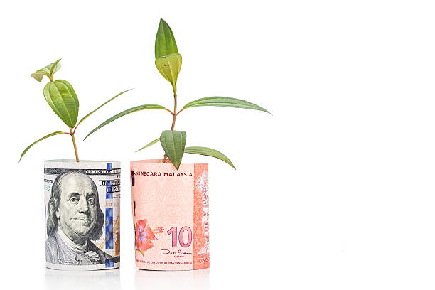 istock Concept of green plant grow on USD against Malaysia Ringgit 484831736