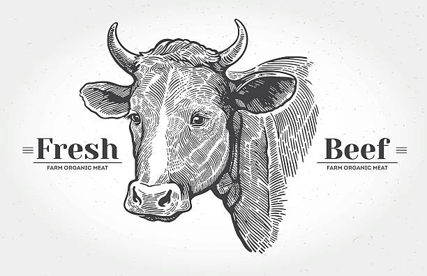 Cows head in graphical style. Cows head, hand drawn in a graphic style. With the words "Fresh beef". beef illustrations stock illustrations