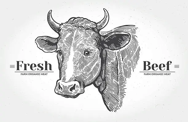 Vector illustration of Cows head in graphical style.