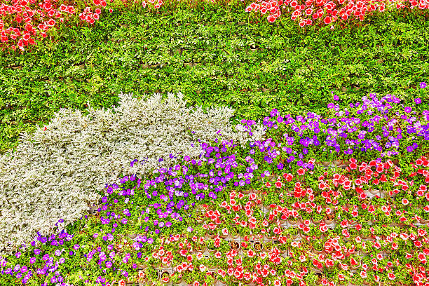Abstract background of flowers (petunia ). Close-up.
