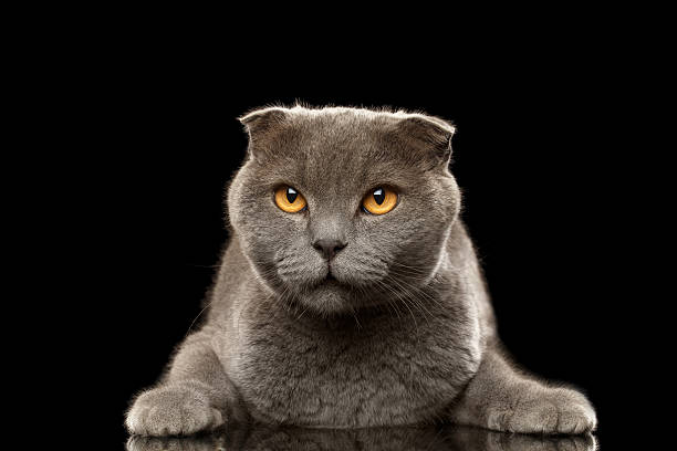 istock Portrait of Angry British fold Cat on Black 484836236