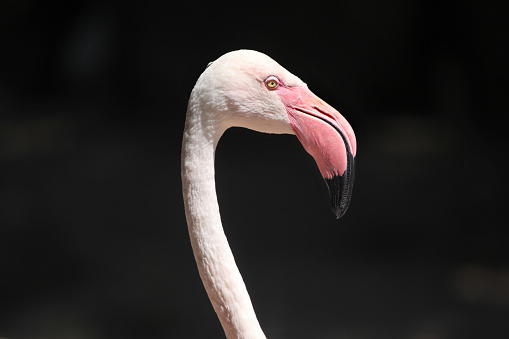 Greater flamingo (Phoenicopterus roseus). Wild life animal.