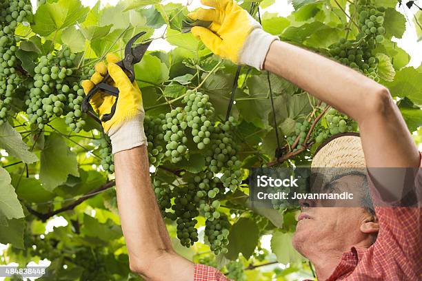 Foto de Senior Produtor De Vinhos De Seu Vinhedo e mais fotos de stock de 2015 - 2015, 60 Anos, Adulto