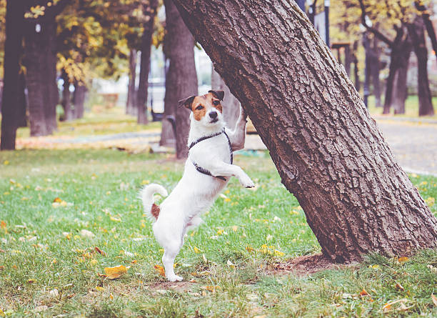 istock Jack Russell Terrier dog standing near a tree 484838528