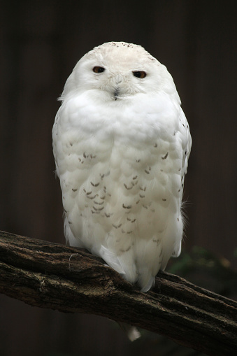 Snowy owl (Bubo scandiacus). Wild life animal.