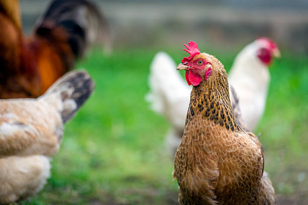 istock Hen in a farm. Rural life and chickens 484841064