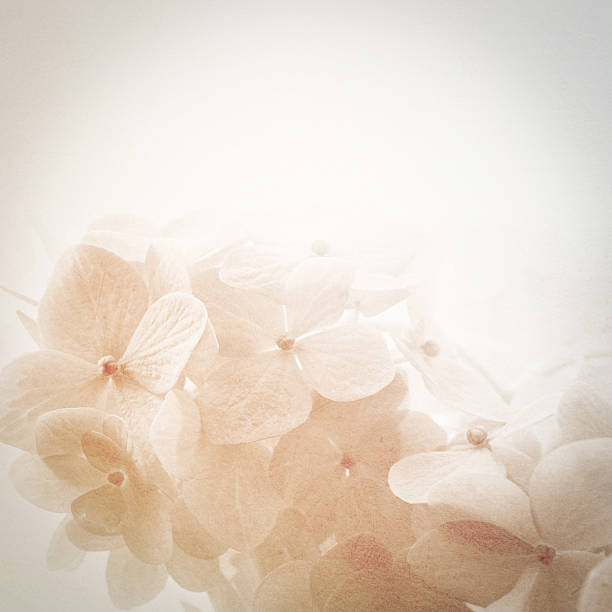 istock colorful flowers in soft and blur style for background 484841464