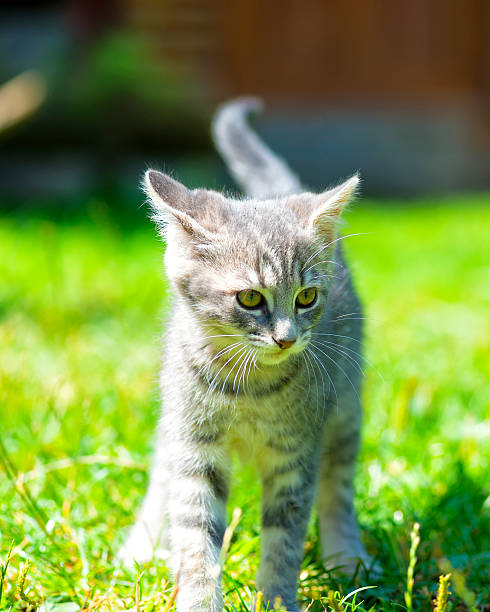 istock Cat portrait. Little and gray cat 484843300