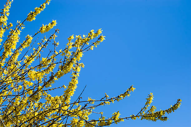 istock Yellow forsythia flowers on a blue sky background. 484844554