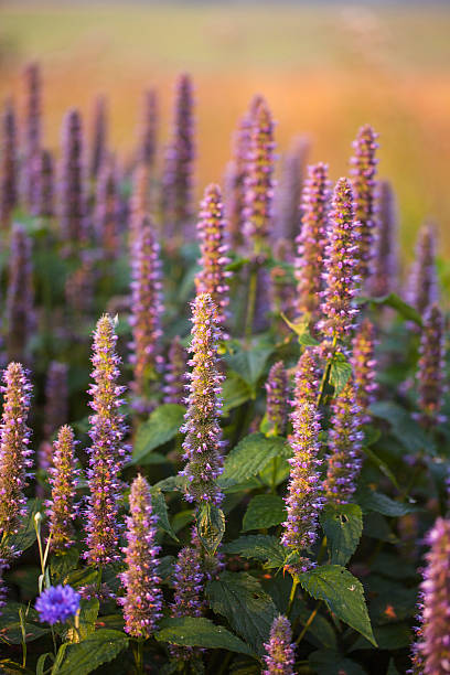 Anisse hyssop Image of giant Anise hyssop (Agastache foeniculum) in a summer garden. agastache stock pictures, royalty-free photos & images