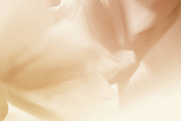 istock colorful petal flower in soft and blur style 484845134