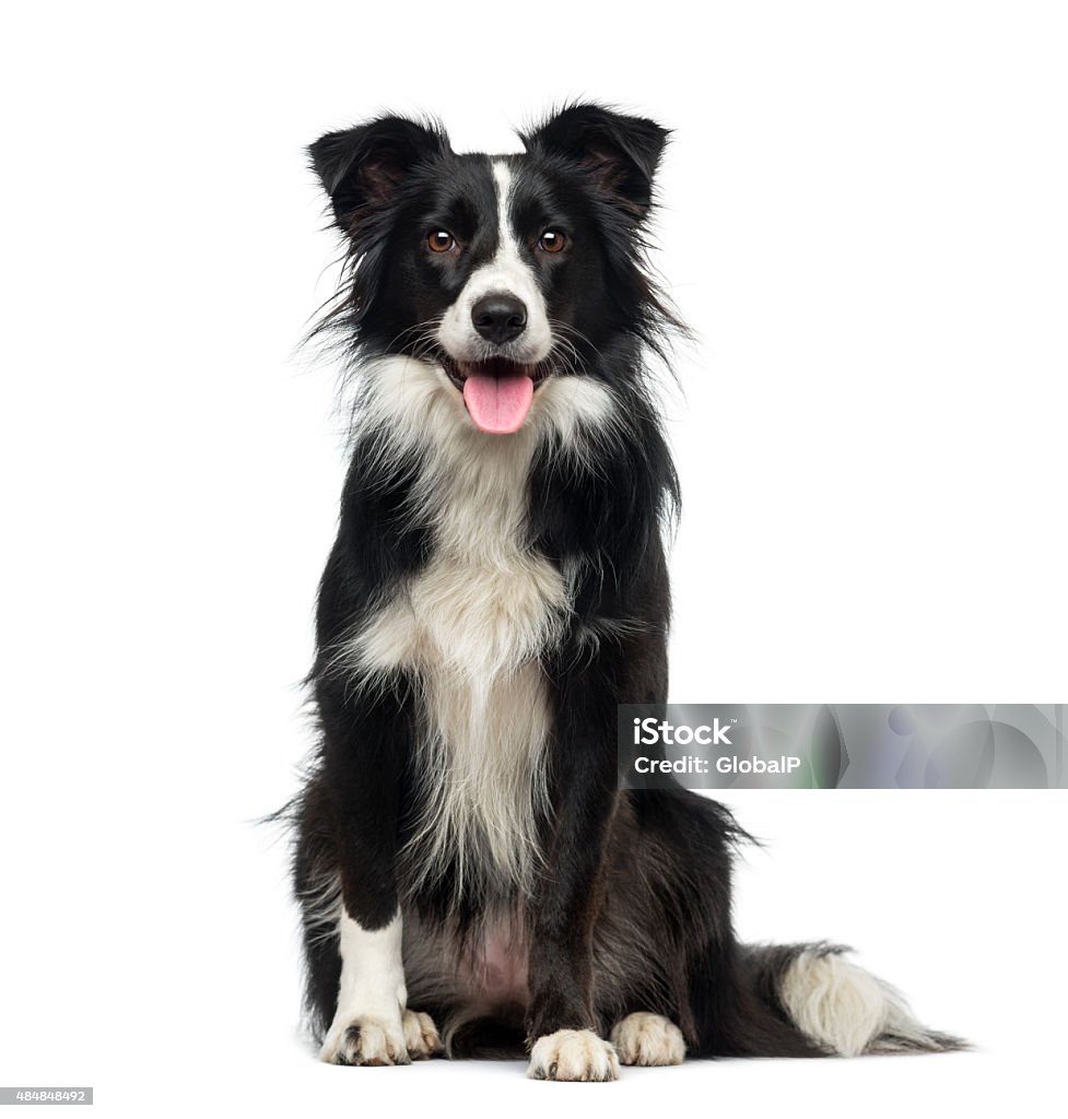 Border Collie (2 years old) Dog Stock Photo