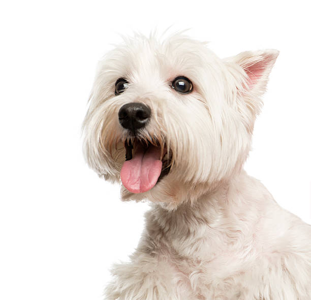 istock Close-up of a Maltese 484848498