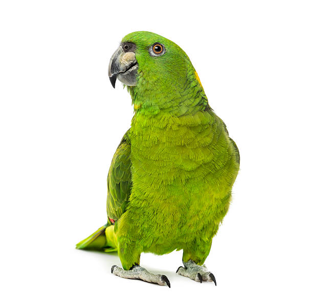 istock yellow-naped amazon, Amazona auropalliata 484848504