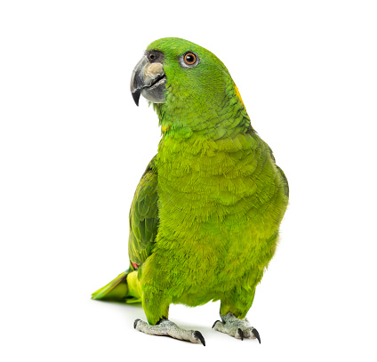 Portrait of a green cheek Conure pet bird in a domestic home.