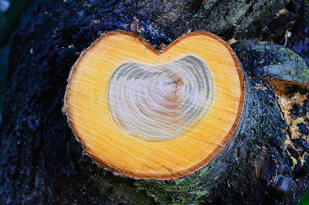 istock Cross section of a cherry tree stump. 484848902