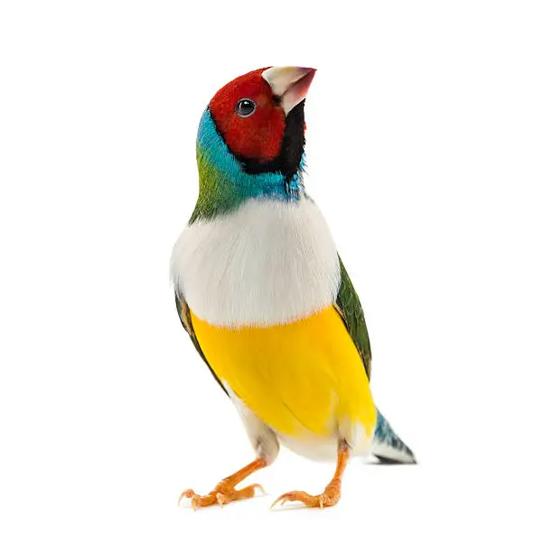Gouldian Finch, Erythrura gouldiae, in front of a white background
