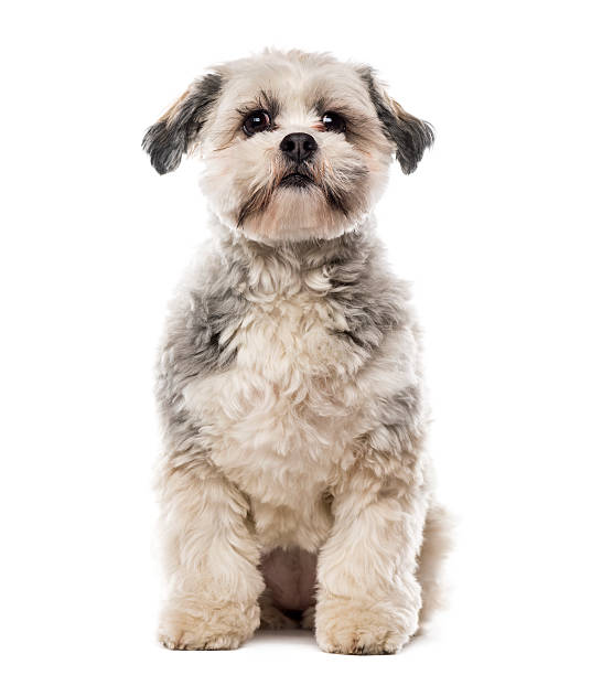 istock Shih Tzu in front of white background 484849764