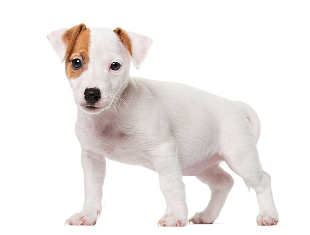 istock Jack Russell Terrier puppy (2 months old) 484849796